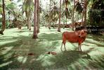 Cow, Bali