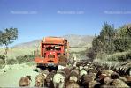 sheep, International Harvester Truck, 1950s