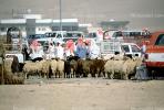 sheep, Livestock Market, Al Khobar, Saudia Arabia, ACFV03P05_13
