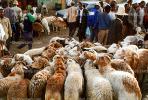 sheep, Addis Ababa, Ehtiopia