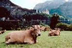 Cow, Bavaria, Germany, Neuwanschtein, Castle