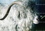 sheep, horn, wool, ACFV03P07_01