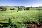 cows, Livermore, California, Hills, Hillside, Beef Cows, ACFV03P07_04