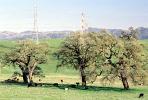 cows, Livermore, California, Hills, Hillside, Beef Cows, ACFV03P07_06
