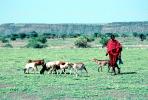 goat, Arusha, Tanzania, Africa, ACFV03P07_07