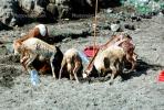 goat, Arusha, Tanzania, Africa, ACFV03P07_09