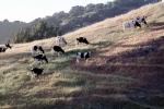 Cow, Sonoma County, Hills, Hillside, ACFV03P09_06