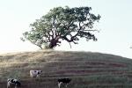 Cow, Sonoma County, Hills, Hillside, ACFV03P09_08