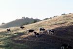 Cow, Sonoma County, Hills, Hillside, ACFV03P09_10