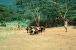 Goats, Kenya, ACFV03P09_13