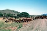 Dirt Road and Cows, Beef Cows, unpaved