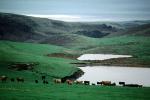 Cows, Marin County, California, USA, ACFV03P10_11
