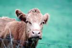Cow, Cows, Marin County, California, USA, ACFV03P10_12