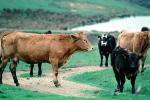 Cow, Cows, Marin County, California, USA, ACFV03P10_14