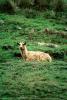 Goat, Cows, Marin County, California, USA, ACFV03P10_17