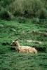 Goat, Cows, Marin County, California, USA, ACFV03P10_18