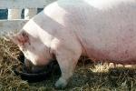 pig eating mush, Marin County