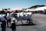 Cow, Marin County