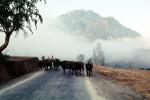 Mountains, cows, fog, road, Nepal
