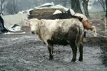 Cows, Beef Cows, Breganz, Austria