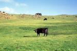 Cows, Nicasio, Marin County, California
