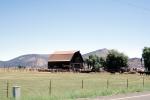 Cows, Barn, Klamath Falls, Oregon, ACFV03P12_06