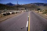 Sheep, mountains, eastern Sierra-Nevada Mountains