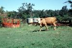 Cow, New Boston, Texas, ACFV03P12_15