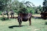 Dairy Cow, New Boston, Texas, ACFV03P12_16