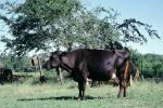 Dairy Cow, New Boston, Texas, ACFV03P12_17