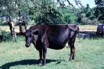 Dairy Cow, New Boston, Texas, ACFV03P12_18