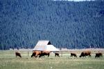 Barn, Grazing Cows, Pine Forest, Klamath, Oregon, Beef Cows, ACFV03P13_01