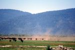 Grazing Cows, Klamath, Oregon, Beef Cows, ACFV03P13_04