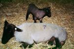 sheep, lamb, ACFV03P13_08