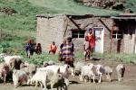 Goats, Sheep, Family, home, house, building, ACFV03P13_19