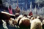 Sheep, Hezar Hani, Iran, ACFV03P14_01