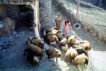 sheep, Hezar Hani, Iran, ACFV03P14_03