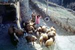 sheep, Hezar Hani, Iran, ACFV03P14_04