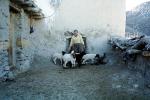 Sheep, Hezar Hani, Iran, ACFV03P14_06