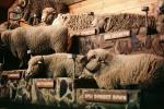 sheep, Rotura, New Zealand, ACFV03P14_10