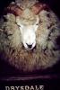 sheep, Rotura, New Zealand, ACFV03P14_11