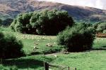 sheep, Te Anu, New Zealand, ACFV03P14_15