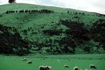 sheep, Te Anu, New Zealand, ACFV03P14_16