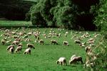 sheep, Te Anu, New Zealand, ACFV03P14_17