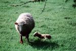 sheep, lamb, near Greymouth, New Zealand, ACFV03P15_01