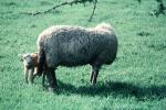 lamb, sheep, near Greymouth, New Zealand, ACFV03P15_02
