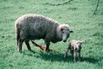 lamb, sheep, near Greymouth, New Zealand
