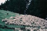 sheep, South Island, New Zealand, ACFV03P15_05
