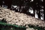 sheep, South Island, New Zealand, ACFV03P15_06