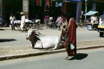 Brama Bull, Jodhpur, ACFV03P15_13